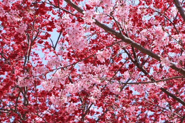 Belas Flores Sakura Rosa Jardim — Fotografia de Stock