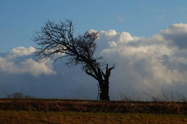 Красивый Пейзаж Деревом Голубым Небом — стоковое фото