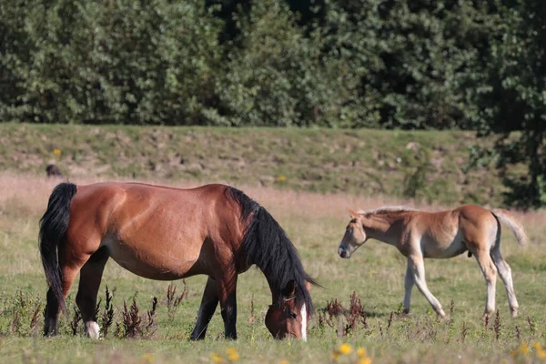 Konie Łące — Zdjęcie stockowe