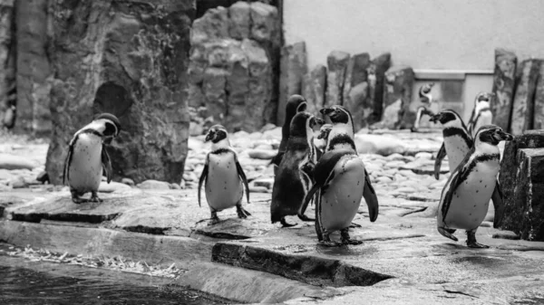 Schwarz Weiß Foto Eines Pinguins Meer — Stockfoto