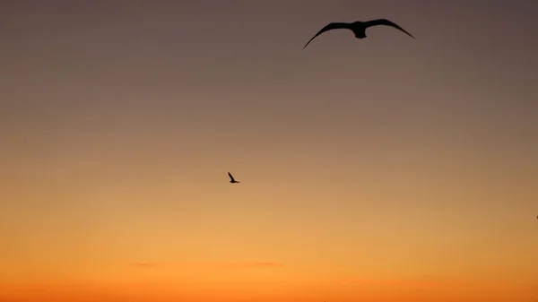 Möwen Fliegen Bei Sonnenuntergang Himmel — Stockfoto