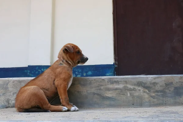 Σκύλος Στο Δρόμο — Φωτογραφία Αρχείου