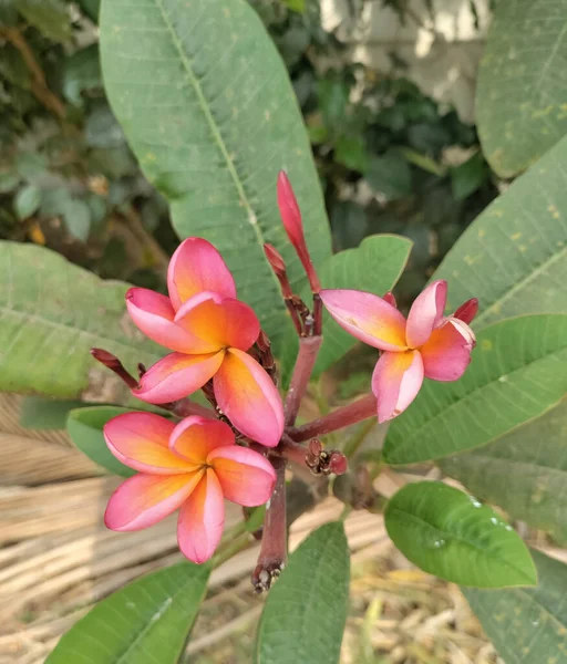 Belles Fleurs Roses Dans Jardin — Photo