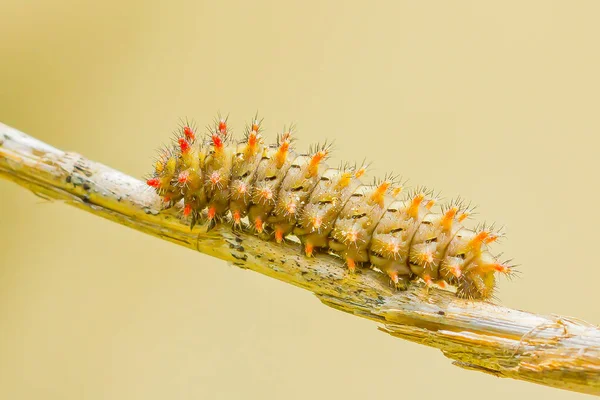 野生の自然界での虫の接近 — ストック写真