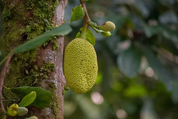 Ώριμα Φρούτα Του Jackfruit — Φωτογραφία Αρχείου