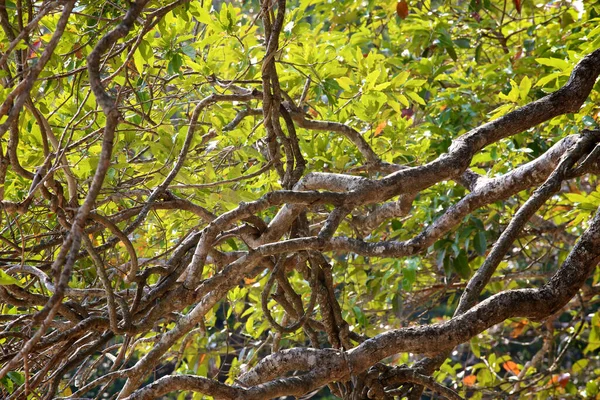 Zöld Levelek Erdőben Természetben Háttér — Stock Fotó
