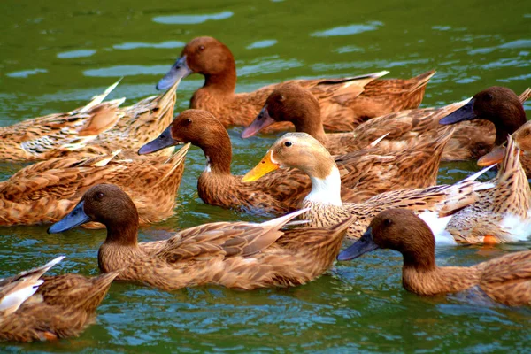 Enten Wasser — Stockfoto