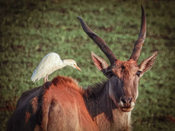 Een Close Shot Van Een Prachtig Witstaarthert Het Bos — Stockfoto