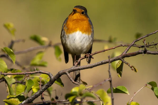 枝に鳥がいて — ストック写真