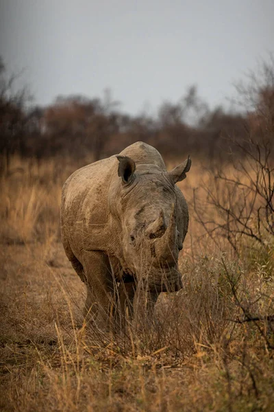 African Rhinoceros Savannah Kenya — Stock Photo, Image