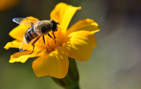 Méhecske Egy Sárga Virágon — Stock Fotó