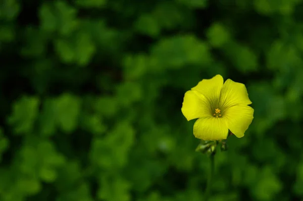 Красиві Квіти Саду — стокове фото
