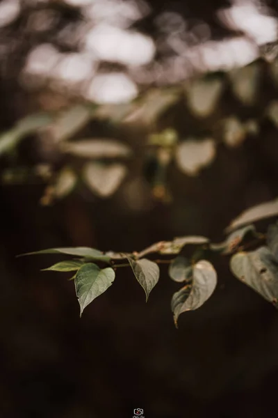 Piękne Jesienne Liście Flora Liście — Zdjęcie stockowe