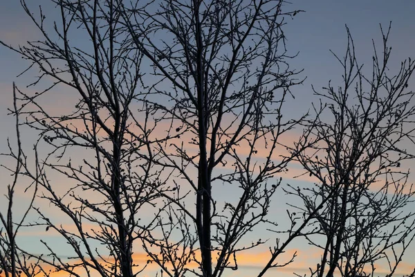 Schöne Aussicht Auf Den Wald — Stockfoto