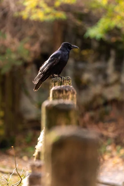 Pájaro Está Sentado Una Roca Bosque — Foto de Stock