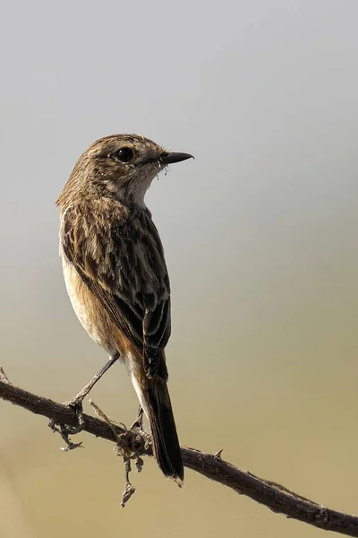 Vogel Een Tak — Stockfoto