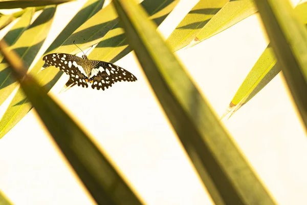 Piękny Motyl Tle Żółtych Kwiatów — Zdjęcie stockowe