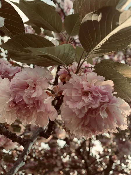 Mooie Roze Bloemen Tuin — Stockfoto