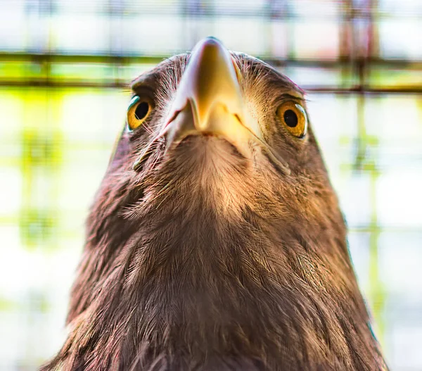 Close Head Bird — стоковое фото