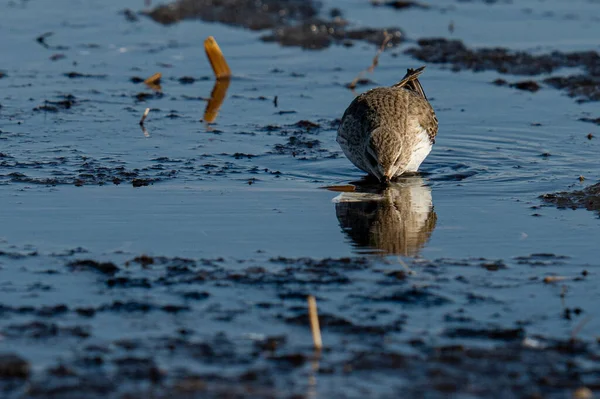 Gros Plan Oiseau Dans Eau — Photo