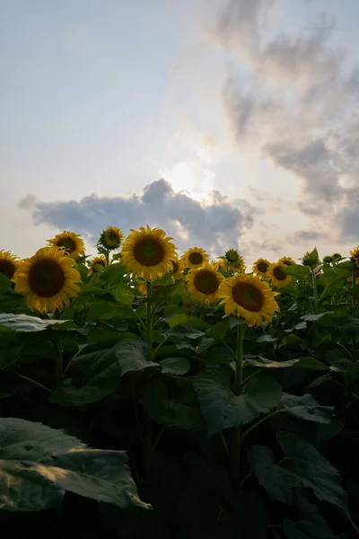 花园里长着美丽的花 — 图库照片