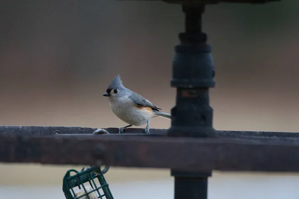 Ein Vogel Sitzt Auf Einem Zweig Eines Hauses — Stockfoto