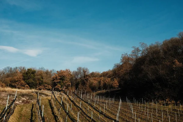 Mooi Landschap Met Veld — Stockfoto