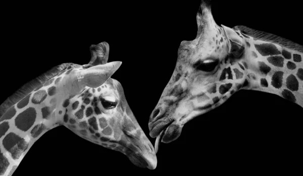 Girafa Cabeças Fundo Preto — Fotografia de Stock