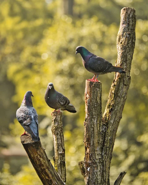 Ein Paar Tauben Auf Einem Baum — Stockfoto