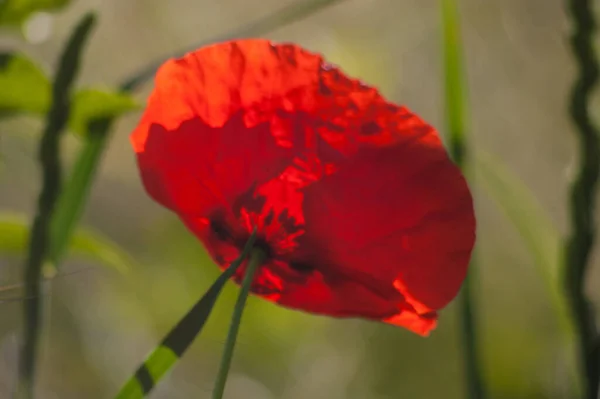 Flor Papoula Vermelha Jardim — Fotografia de Stock