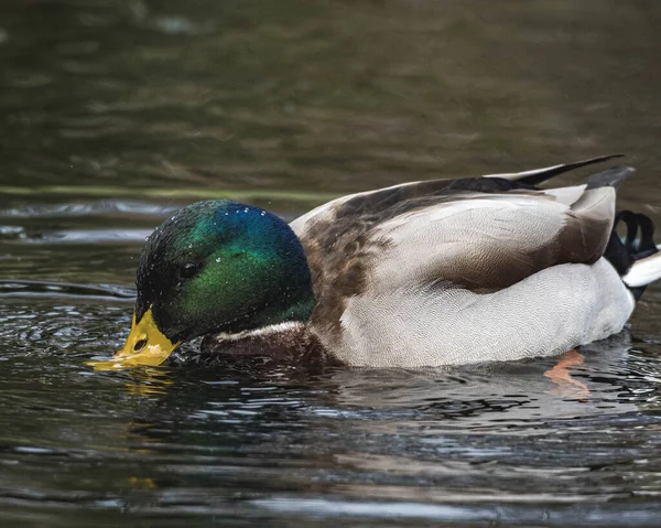 Duck Water — Stock Photo, Image