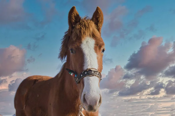 Schönes Pferd Auf Dem Feld — Stockfoto