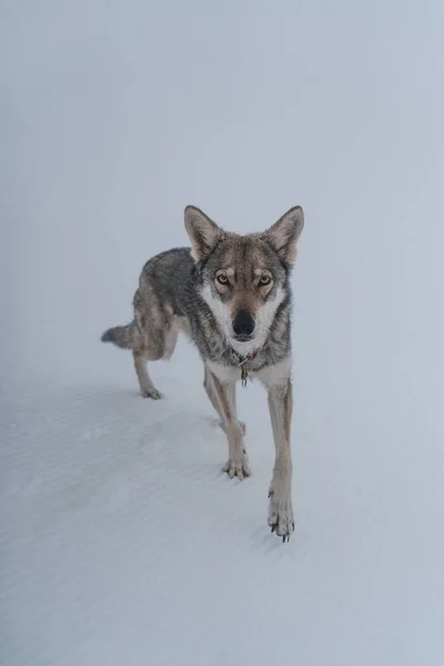 Hond Sneeuw — Stockfoto