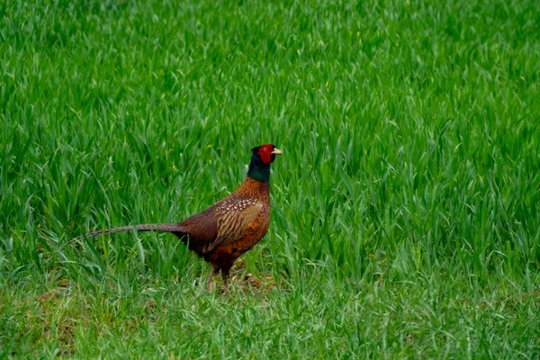 Vacker Fågel Gräset — Stockfoto