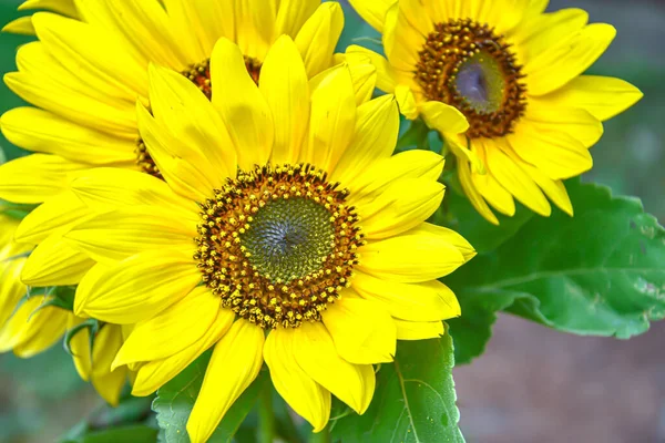 Slunečnice Poli Příroda — Stock fotografie