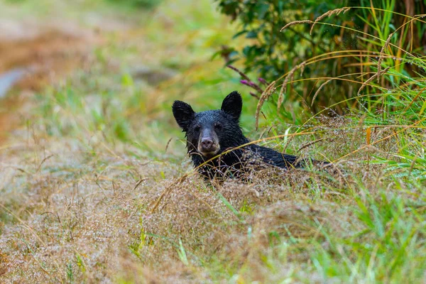 Orso Nero Nella Foresta Sullo Sfondo Della Natura — Foto Stock