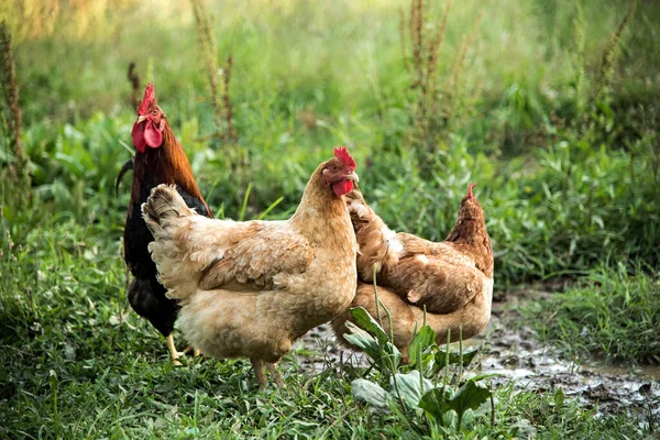 Chicken Farm Stock Picture