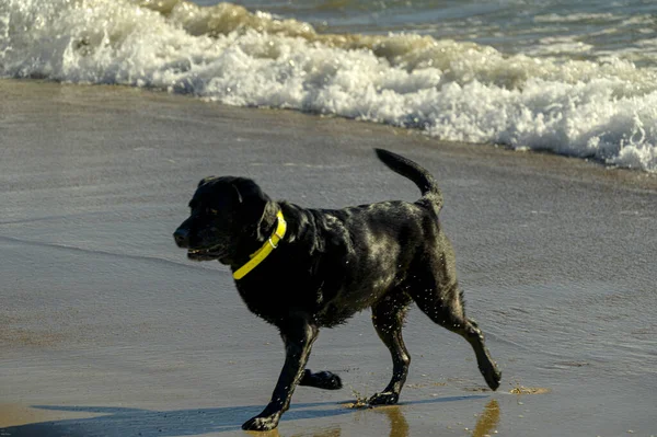 Cane Che Gioca Con Una Palla Sulla Spiaggia — Foto Stock