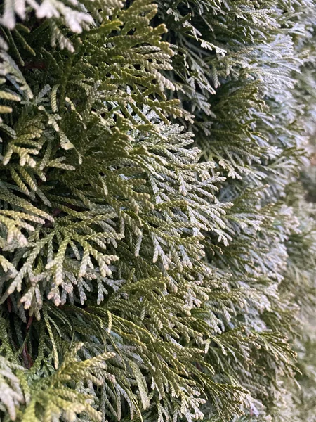 接近绿色苔藓的样子 — 图库照片