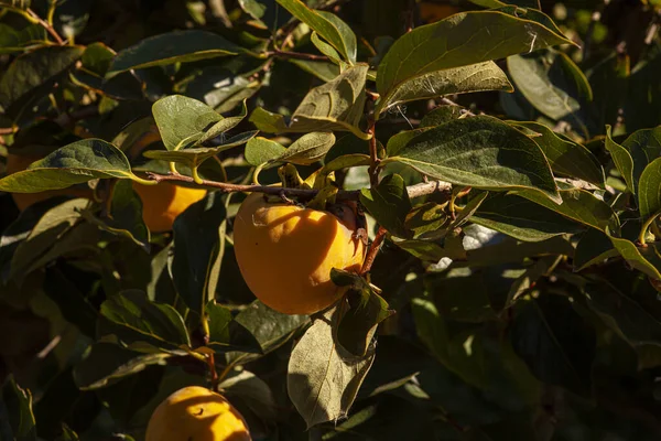Close Ripe Yellow Bell Peppers Tree — Stock Photo, Image