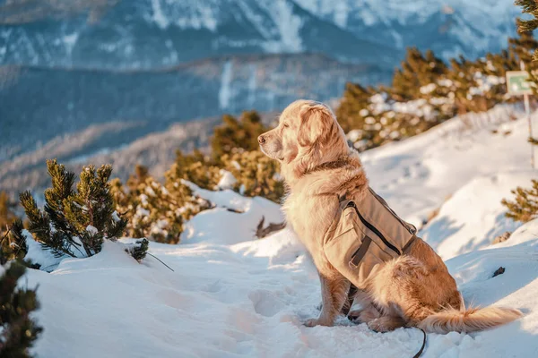 狗坐在冬天的森林里 雪是座山 — 图库照片