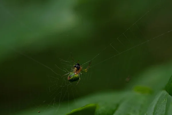 Tela Araña Sobre Fondo Verde — Foto de Stock