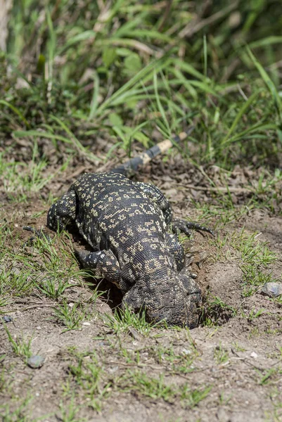 Tiro Perto Crocodilo Grama — Fotografia de Stock