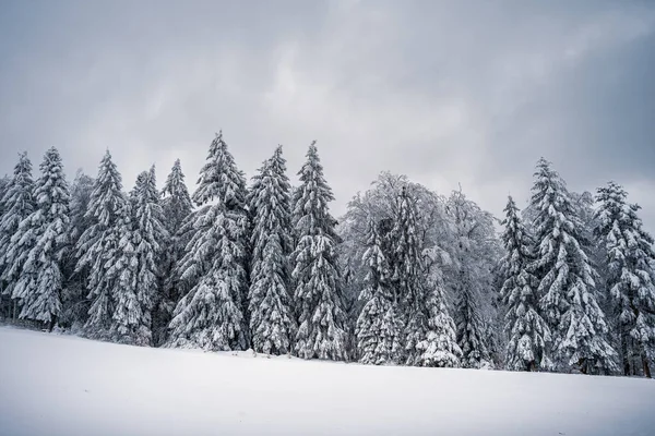 Hermoso Paisaje Invierno Con Árboles Cubiertos Nieve — Foto de Stock