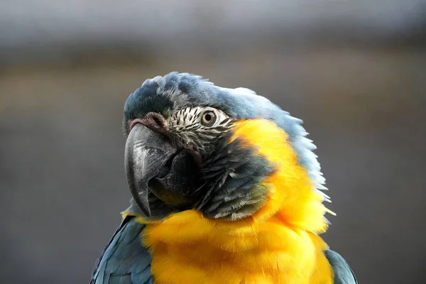 Close Bird Natural Habitat — Stock Photo, Image