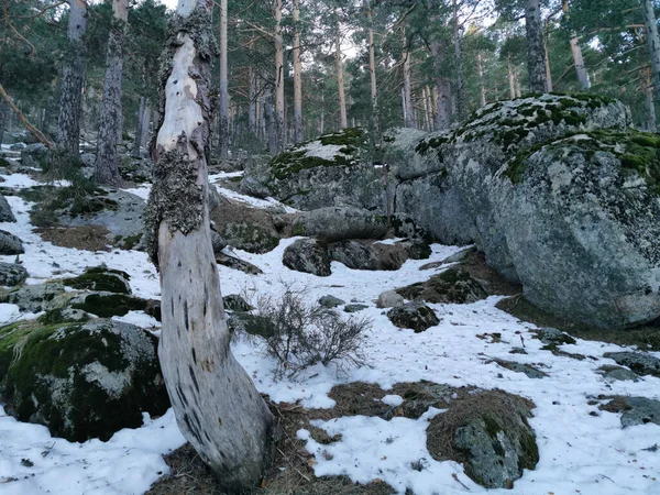 Ormanda Bir Ağacı Olan Güzel Bir Manzara — Stok fotoğraf