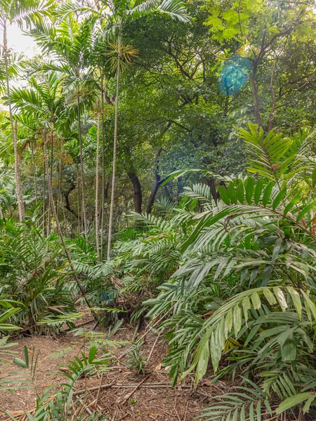 Groene Palmbomen Het Bos — Stockfoto