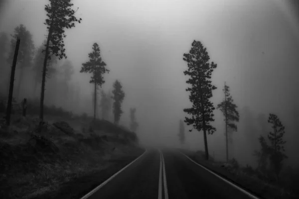 Fekete Fehér Fénykép Egy Erdőben — Stock Fotó