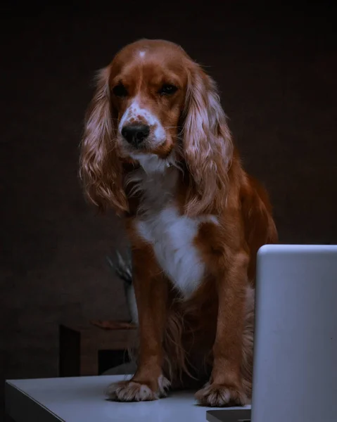 Собака Сидит Чёрном Фоне — стоковое фото