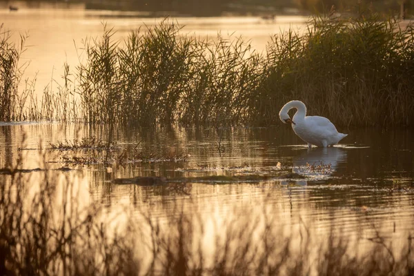 Hermosos Cisnes Blancos Lago —  Fotos de Stock